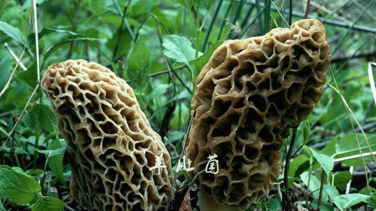 羊肚菌