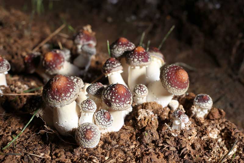 大球蓋菇特寫.jpg