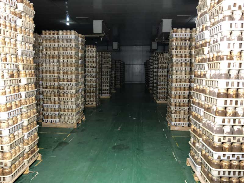 金針菇菌種培養.jpg