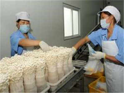 2014年我國食(藥)用菌出口再創新高